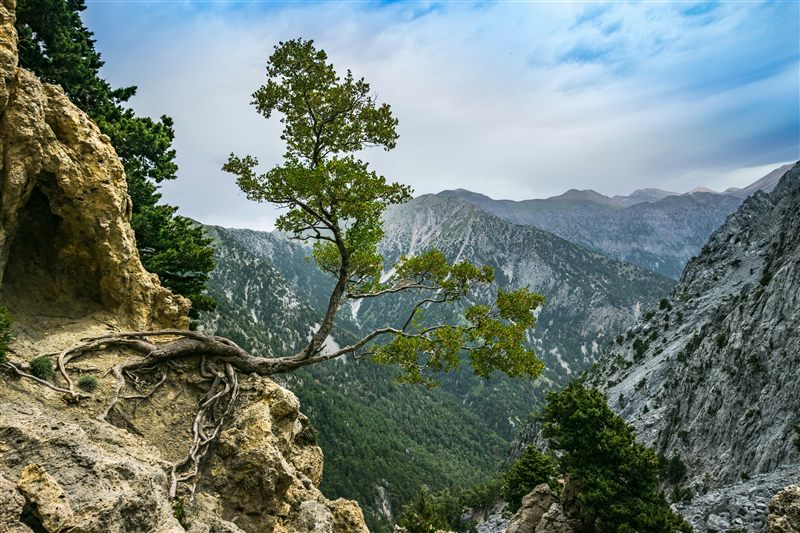 Baum wächst aus Felsen – Symbol für Resilienz und innere Stärke